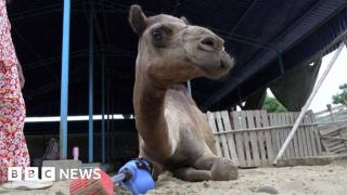 Camel learns to walk again with prosthetic leg