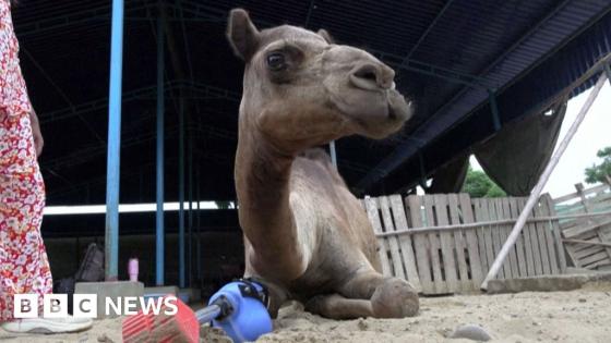 Camel learns to walk again with prosthetic leg