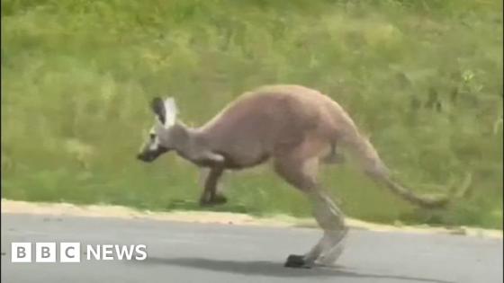 Kangaroo closes stretch of interstate road