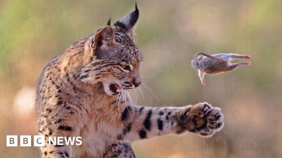 In pictures: Hunting lynx snatches top prize in photo competition