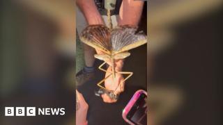 Huge stick insect discovered in Australia