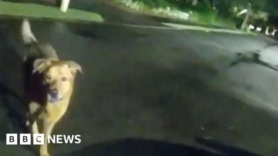 Moment Florida dog leads deputy to missing 86-year-old