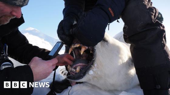 Polar bears on Norwegian islands fatter and healthier despite ice loss, scientists say
