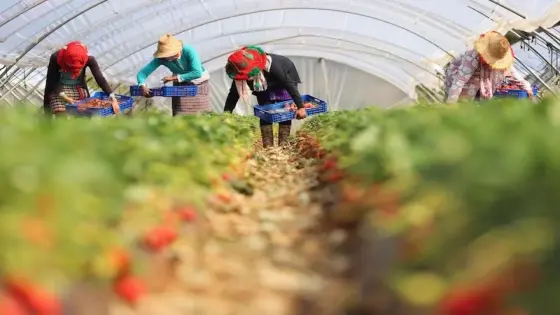 Insights into Moroccan Seasonal Workers